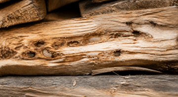 Larves et insectes visibles sur bois sec empile horizontalement