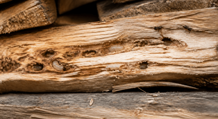 Larves et insectes visibles sur bois sec empile horizontalement