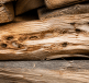 Larves et insectes visibles sur bois sec empile horizontalement