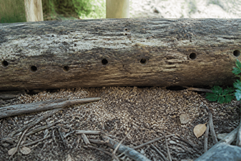 Buche de bois avec trous circulaires et sciure au sol