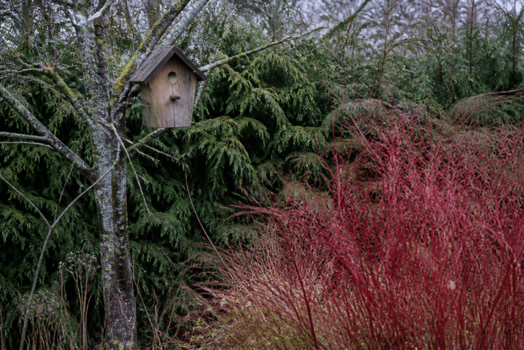 Jardin hivernal avec haies denses, arbustes rouges et nichoir bois