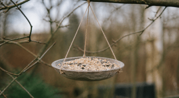 Mangeoire remplie de graines suspendue entre branches nues