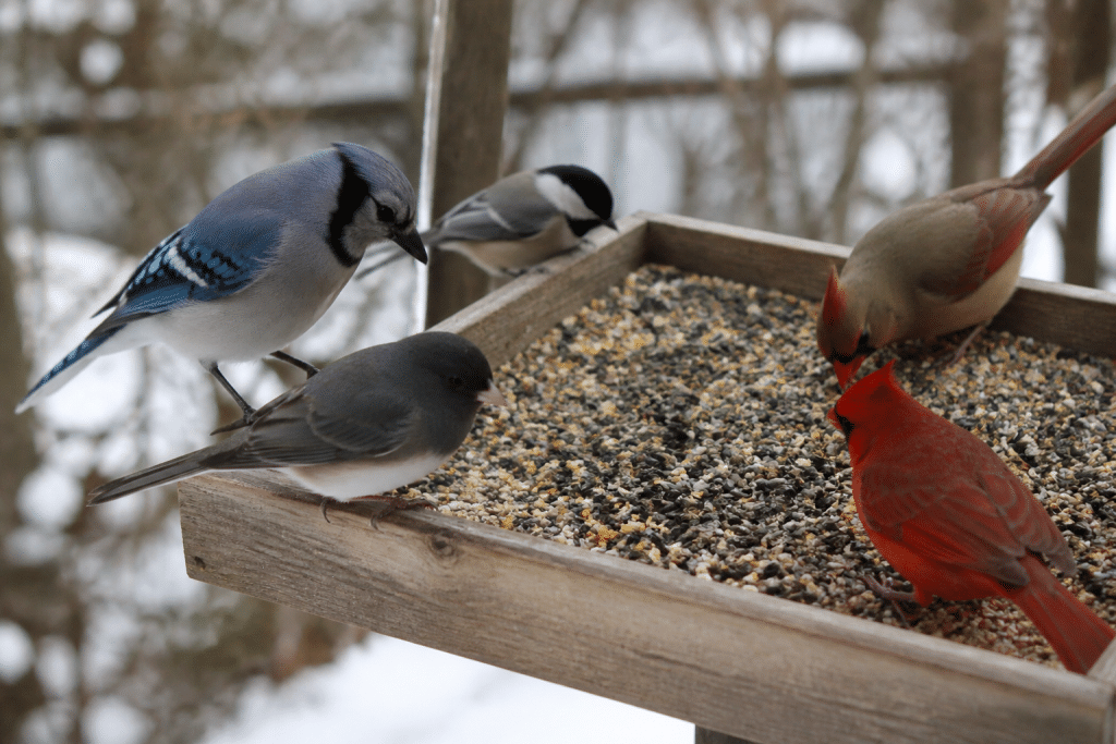 Mangeoire remplie de graines avec oiseaux en hiver