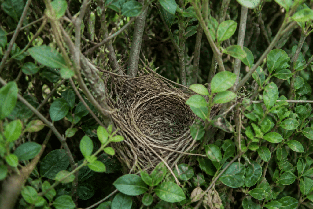 Nid tressé dans une haie basse entre branches vertes
