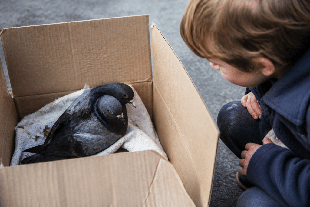 Oiseau blessé dans carton avec enfant curieux