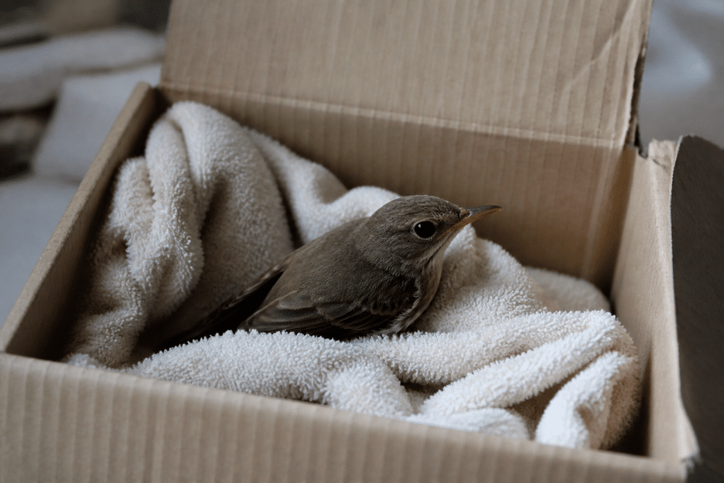 Oiseau blesse dans carton avec tissu doux