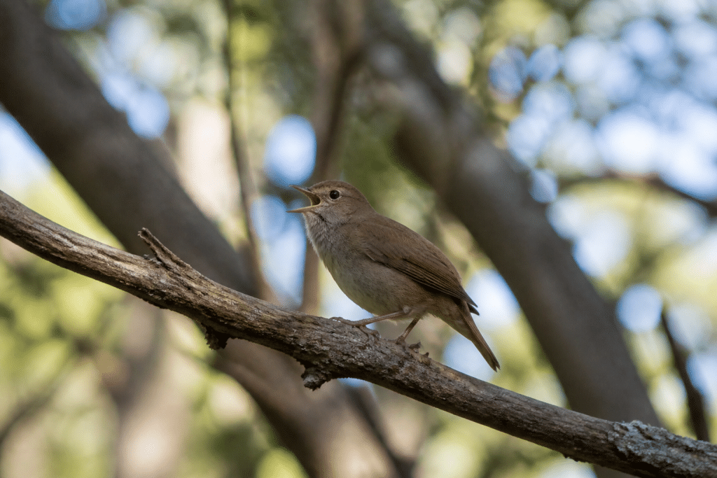 Oiseau brun perche branche basse emettant sons continus