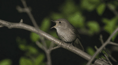 Petit oiseau perche sur branche la nuit chantant