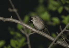 Petit oiseau perche sur branche la nuit chantant