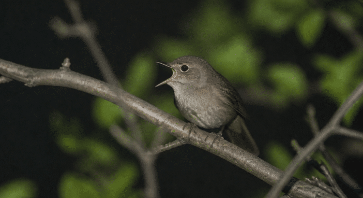 Petit oiseau perche sur branche la nuit chantant