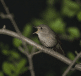 Petit oiseau perche sur branche la nuit chantant
