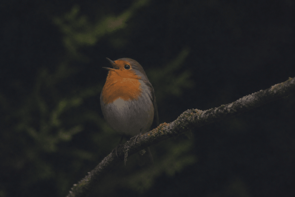 Oiseau chanteur perche branche nuit silence obscurite