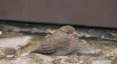 Petit oiseau immobile au sol avec aile repliée