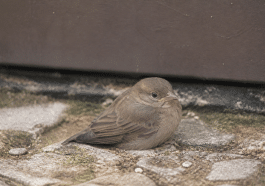 Petit oiseau immobile au sol avec aile repliée