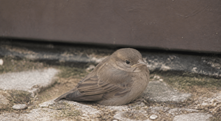 Petit oiseau immobile au sol avec aile repliée