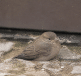 Petit oiseau immobile au sol avec aile repliée