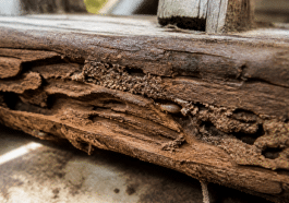 Termite rongeant une poutre bois horizontale en gros plan