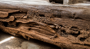 Termite rongeant une poutre bois horizontale en gros plan