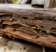Termite rongeant une poutre bois horizontale en gros plan